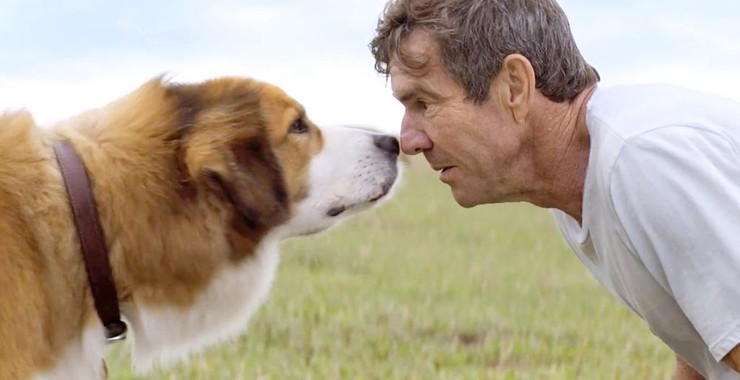 is a dog's purpose on netflix How to watch it in US